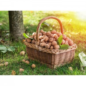 Kabuklu Ceviz (1 Kg) Niksar Cevizi