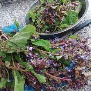 Taze Galdirik (1 kg)